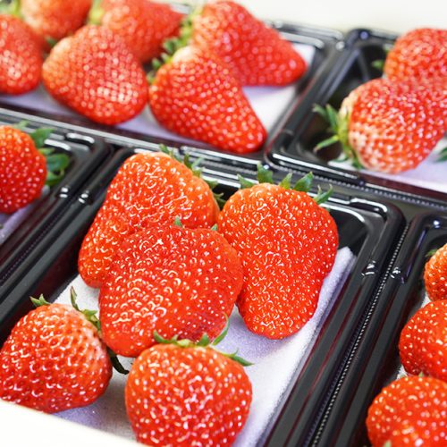 朝の2時間だけ！完熟いちごのいちばん美味しい瞬間に会える直売所